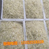 百色豆芽機(jī) 大型自動豆芽機(jī) 豆芽機(jī)生產(chǎn)廠家