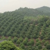 廠家直銷茶花樹，茶梅